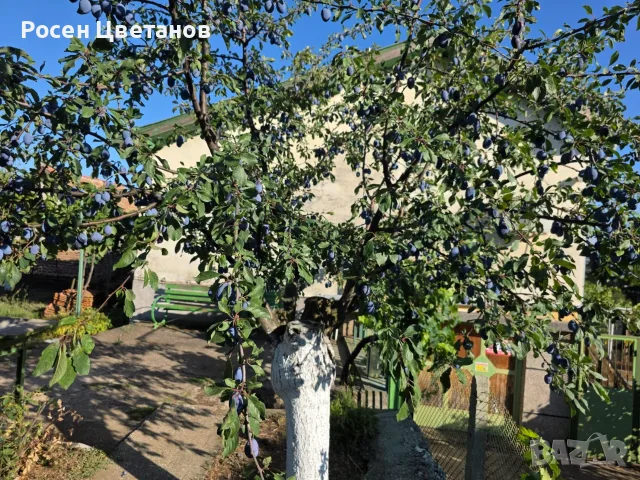 🏡 ПРОДАВА СЕ ВИЛА КРАЙ ЧЕРВЕН БРЯГ – 90 КВ.М. + 1000 КВ.М. ДВОР, снимка 6 - Вили - 56138114