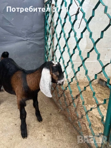  🐐 Продавам мъжки англо-нубийски ярета, снимка 11 - Кози - 53745937
