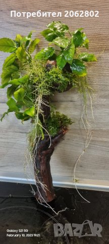 Аквариумни растения , корени .Пакети от много видове., снимка 13 - Оборудване за аквариуми - 41105255