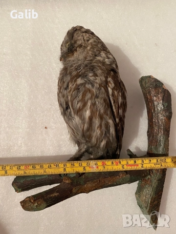 Замразен Бухал , снимка 9 - Други животни - 52675762