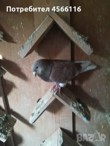 Стандартни пощенски гълъби ЦЕНА ЗА 1 ЧИФТ!