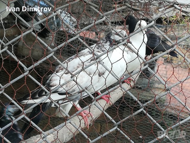 Продавам гълаби смесени шимели