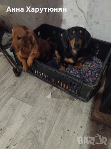 продавам две дакелчета мъжки, снимка 3 - Дакели - 52919018