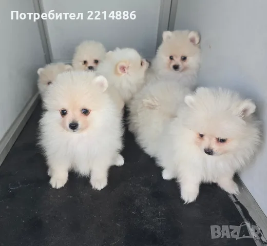 Померани   бяли , снимка 14 - Померан - 55774389