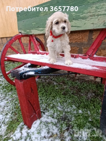 Американски кокер шпанол, снимка 4 - Кокер шпаньол - 52895644