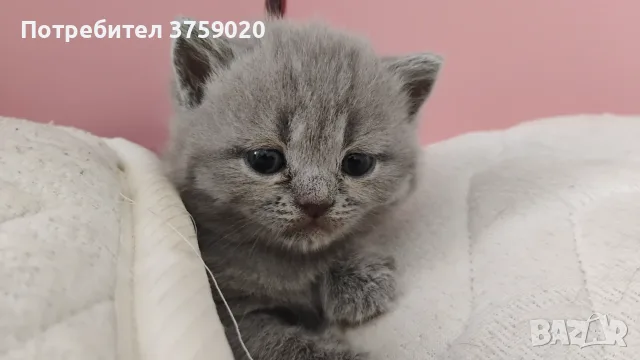 Британски късокосмести/Шотландска клепоуха, снимка 5 - Британска късокосместа - 55778673