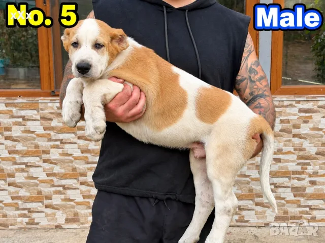 САО Алабай (КВ) , снимка 4 - Алабай - 56247707