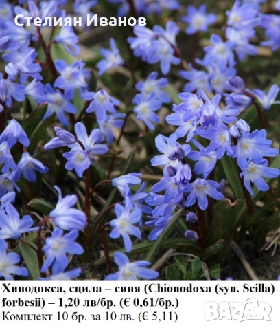 Хинодокса, сцила – синя (Chionodoxa (syn. Scilla) forbesii) –  луковици
