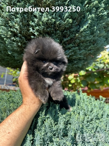 Мини померани , снимка 5 - Померан - 44295316