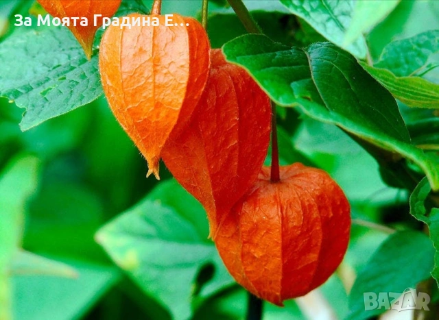 Физалис , снимка 11 - Градински цветя и растения - 53634737