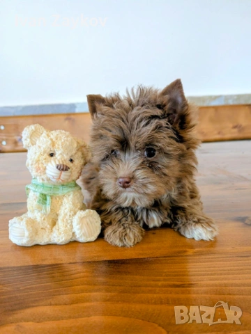 Продавам мини-йорки шоколадово мерле момиче, снимка 4 - Йоркширски териер - 53492257