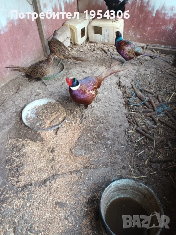 Свободни фазани, снимка 5 - други­ - 53853961