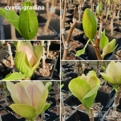 Magnolia Sunsation (Магнолия Сънсейшън), снимка 3 - Градински цветя и растения - 49273085