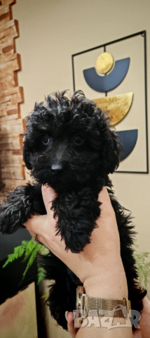 Пудел - мини, снимка 11 - Пудели - 52250133