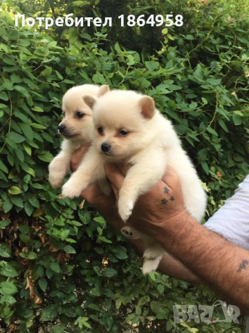 БЕБЕТА ПОМЕРАН Доставка , снимка 2 - Померан - 53670882