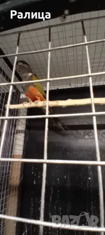 Патагонска ара/конура, снимка 6 - Папагали - 49471080