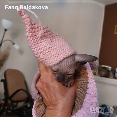 Котка порода сфинкс, снимка 6 - Сфинксове - 55954475