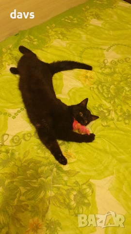 Приемен / постоянен Дом за Черна принцеса, снимка 13 - Други - 53331492