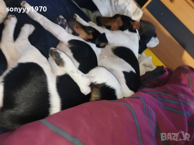 джак ръсел-куче 1бр 1501261713, снимка 7 - Джак ръсел териер - 53112030