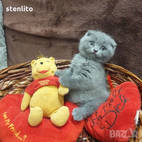 Шотландски котенца на 2 месеца, снимка 5 - Британска късокосместа - 32989455