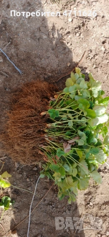 Целогодишен разсад ягоди и малини , снимка 9 - Разсади - 53614067