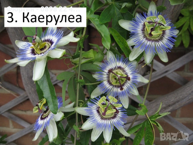 Пасифлора - Passiflora   Налични 5 вида , снимка 3 - Стайни растения - 27899465