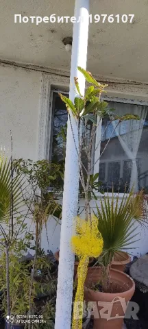 дръвчета фиданки маслини дафинов лист мушмула орех чендлар, снимка 5 - Градински цветя и растения - 49116560