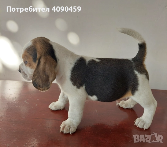 Малки бигълчета търсят своето голямо приключение , снимка 1