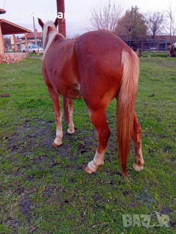 5г кобила , снимка 3 - Коне - 52724804
