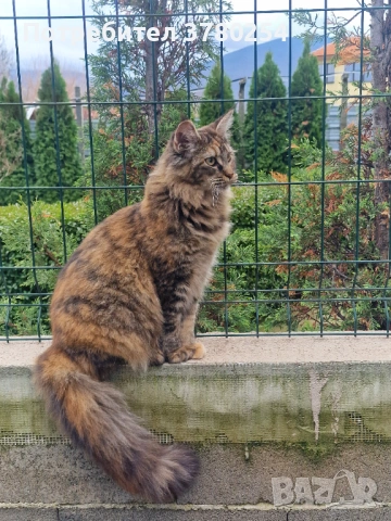 Мейн Кун, снимка 9 - Мейн кун - 53083782