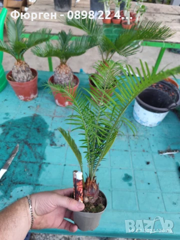 ЦИКАС, снимка 10 - Разсади - 48406399