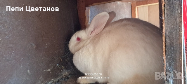 Породисти зайци , снимка 2 - Други животни - 53647743