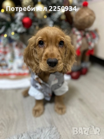 Кокер шпаньол - кученце на почти 4 месеца