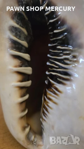 Продавам големи океански рапани , снимка 4 - Декорация за дома - 51267598