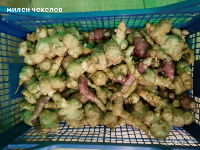 гулия-земна ябълка