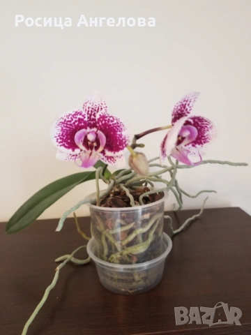 Орхидея , снимка 2 - Стайни растения - 53334878