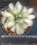 Хавортия коопери (Haworthia cooperi var. pilifera f. variegata), вкоренено сукулентно растение, снимка 1 - Стайни растения - 41477732