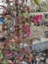 Декоративна червена ябълка Малус, снимка 6