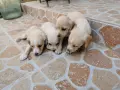 Продавам кученца Кокер шпаньол , снимка 8