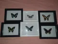 Истински Пеперуди в рамка, снимка 14