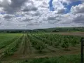 Лешници от нашата градина 100%Българско производство, снимка 4