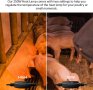 Нагревателна лампа за домашни птици - пилета инфрачервена крушка 250 W , снимка 4