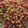 Седум Коралов килим, Sedum album Coral Carpet, снимка 2