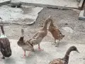 индийски бегачи чифтове, снимка 4