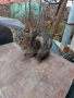 Подарявам котета, снимка 1