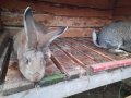 Домашни свободни зайци, снимка 10