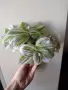 Традесканция, tradescantia albiflora Giant, снимка 4