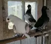 Декоративни Гълъби, снимка 4