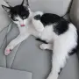 Коте на два месеца и половина, снимка 1
