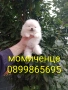 Миниатюрна. Мини момиченце. Померан., снимка 3